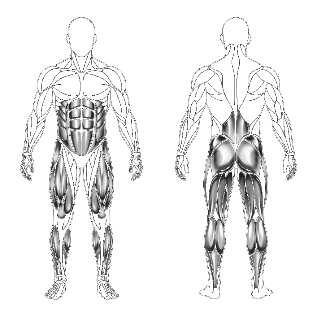 Muscoli Coinvolti Bodybalance