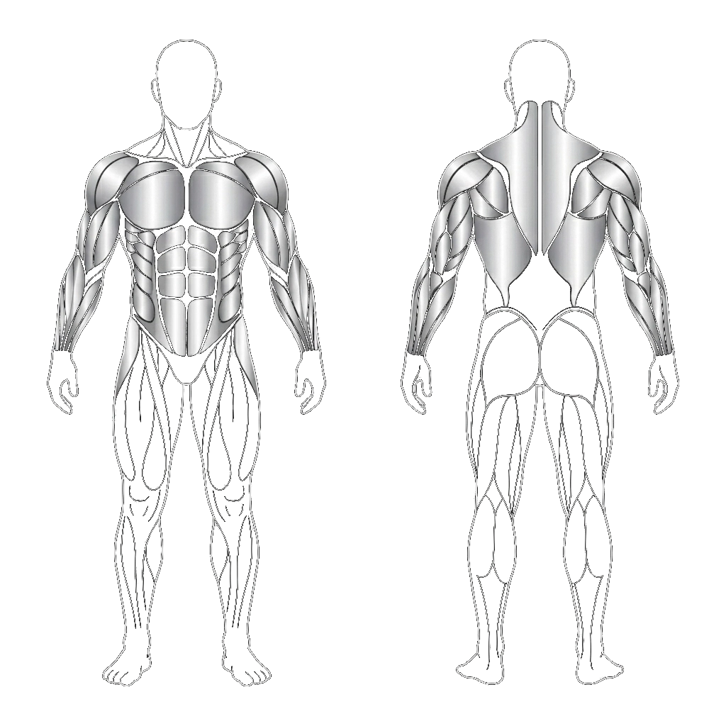 Muscoli Coinvolti Calisthenics