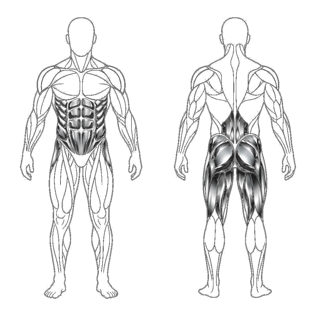 Muscoli Coinvolti