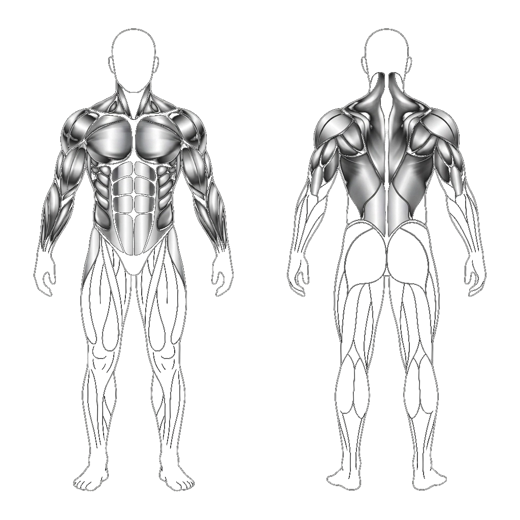 Muscoli Coinvolti Streetlifting