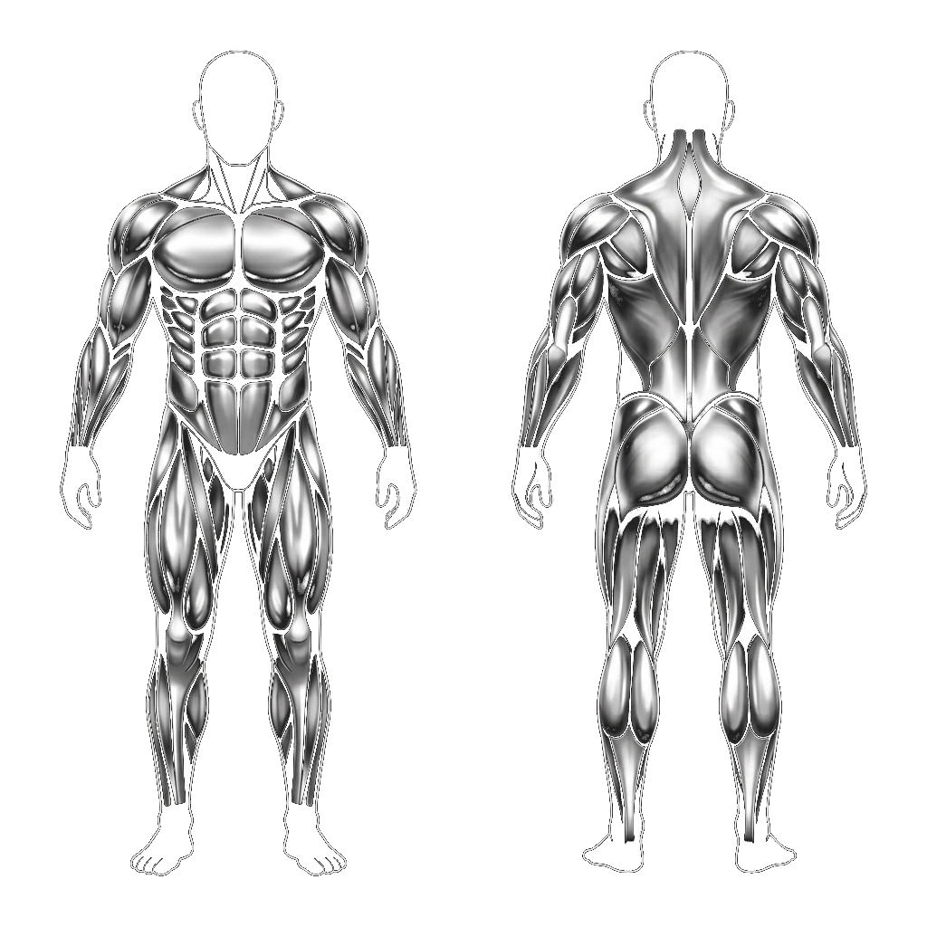 Muscoli Coinvolti Total Body