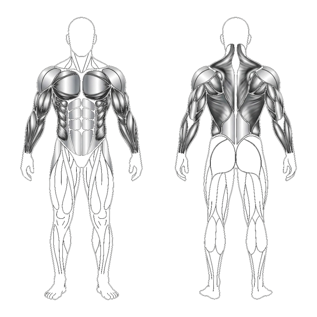 Muscoli Coinvolti TRX